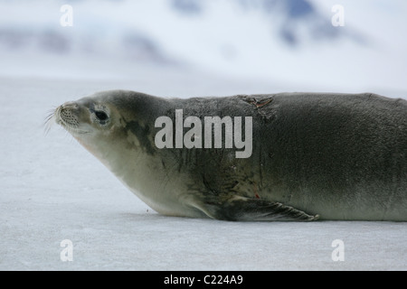 [Krabbenfresserrobbe Dichtung] [Lobodon Carcinophaga] liegen auf Schnee [Stonington Insel], [Marguerite Bay], [West Graham Land], Antarktis Stockfoto