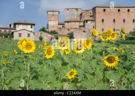 Sonnenblumen wachsen in der Nähe von Monteroni d ' Arbia, Toskana, Italien Stockfoto