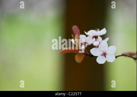 Prunus Cerasifera Diversifolia. Cherry Plum. Kirschbaum Blüte. Stockfoto
