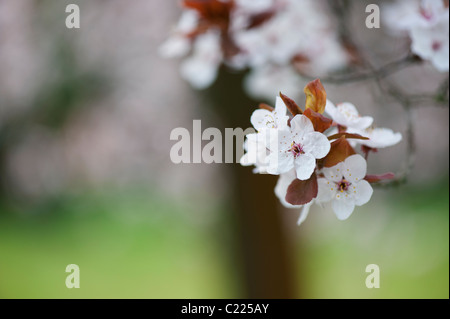 Prunus Cerasifera Diversifolia. Cherry Plum. Kirschbaum Blüte. Stockfoto