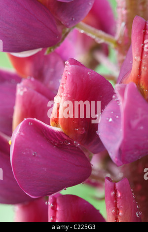 Lupinus "Meisterwerk" Lupin Juni Stockfoto