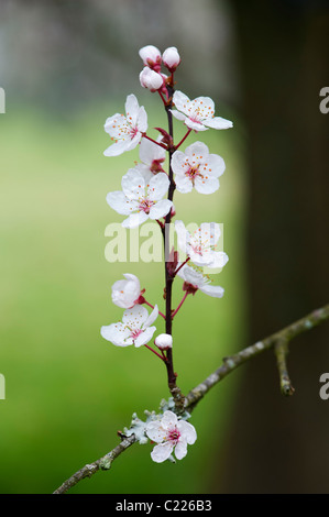 Prunus Cerasifera "Purple Flash". Cherry Plum. Kirschbaum Blüte Stockfoto