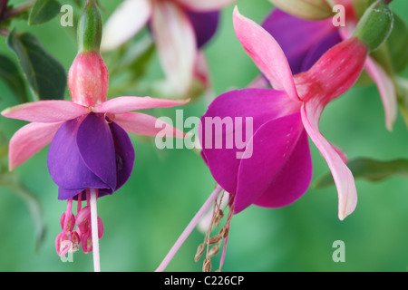 Fuchsia "Lambada" neue und alte Blumen zeigen Farbunterschied zwischen ihnen Juni Stockfoto