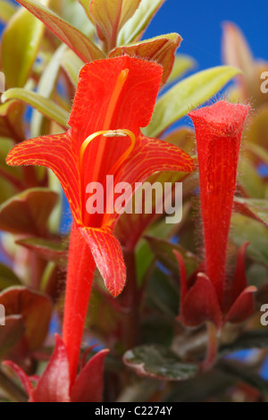 Columnea × Banksii AGM Goldfisch Pflanze, die Goldfische Juli Rebe Stockfoto