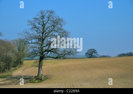 Ein einsamer Eiche steht in einem Feld von frisch sprießen Weizen set vor einem blauen Himmel an einem Frühlingsmorgen in Devon Stockfoto