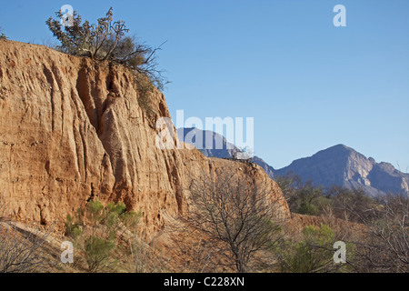 Sonoran Wüste Winter Winterschlaf Website of Western Diamond-backed Rattlesnake(s) - (Crotalus Atrox) - Arizona Stockfoto