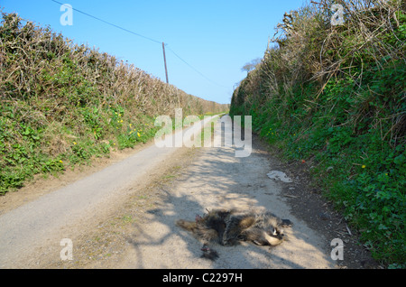 Typische Devon Fahrspuren Gras wuchs das Zentrum an einem Frühlingsmorgen Stockfoto