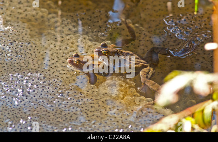 Grasfrosch (Rana temporaria) Zucht in einem Teich. UK. Aus den Archiven von Presse Portrait Service (ehemals Presse Portrait Bureau) Stockfoto