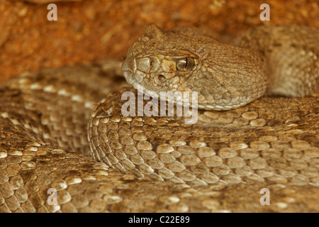 Westliche Diamant-backed Rattlesnake(s) (Crotalus Atrox)-– USA - Arizona-Sonora-Wüste - entstehende Winter Überwinterungsplatz Stockfoto