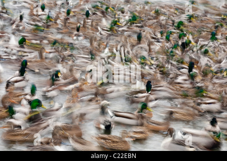 Große Herde von Mallard Enten Fräsen über auf Lagune-Victoria, Vancouver Island, British Columbia, Kanada. Stockfoto