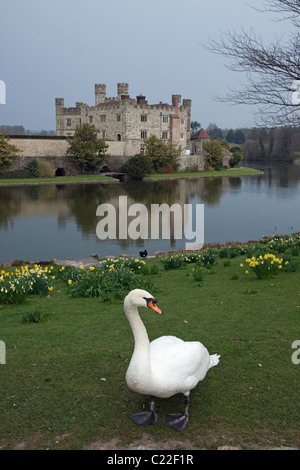 Leeds Castle im Frühling mit Narzissen Stockfoto