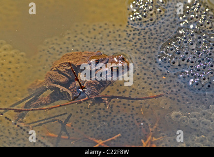 Gemeinsamen Kröten (Bufo Bufo) Zucht in einem Teich im Vereinigten Königreich Stockfoto