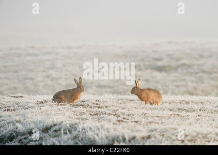 Feldhase (Lepus Europaeus) frostigen Gras, Elmley Marshes, Kent, UK. Stockfoto