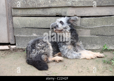 Schwarz, grau und weiß Hund vor einem verwitterten Gebäude Stockfoto