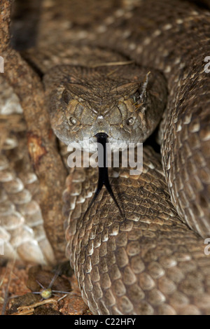 Westliche Diamant-backed Rattlesnake(s) (Crotalus Atrox)-– USA - Arizona-Sonora-Wüste - entstehende Winter Überwinterungsplatz Stockfoto