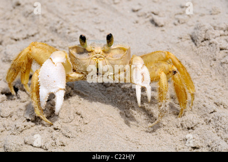 Ghost-Krabbe, Ocypode Quadrata, Mel-Insel, Paranagua, Parana, Brasilien, Süd-Atlantik Stockfoto