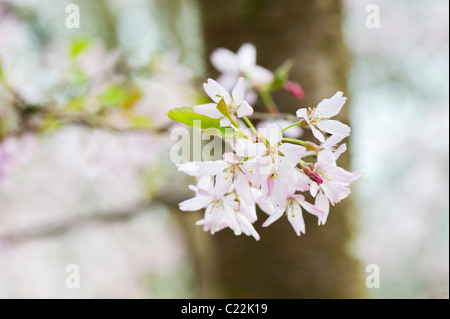 Prunus X subhirtella 'Stellata'.  Prunus 'Pink Star'. Kirschbaum Blüte Stockfoto