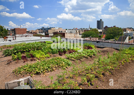 Eagle Street auf dem Dach Bauernhof ist ein 6.000 qm auf dem Dach urban in Greenpoint, Brooklyn Stockfoto