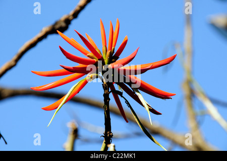 Erythrina Speciosa, Fabaceae Baum, Sao Paulo, Brasilien Stockfoto