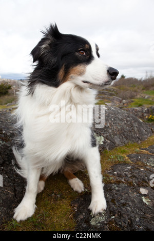 Ein Border-Collie in einem Park in Victoria, BC, Kanada. Stockfoto