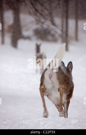 Weiß - angebundene Rotwild (Odocoileus Virginianus) New York - Doe in Show - Vorführung weißen Schweif Stockfoto