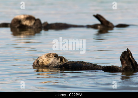 Sea Otter Moss Landing Monterey Bay Elkhorn Slough Estuarine Research Nationalreservat Stockfoto