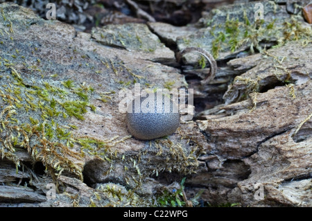 Wolfs Milch oder Zahnpasta Schleim (Lycogala Epidendrum) Stockfoto