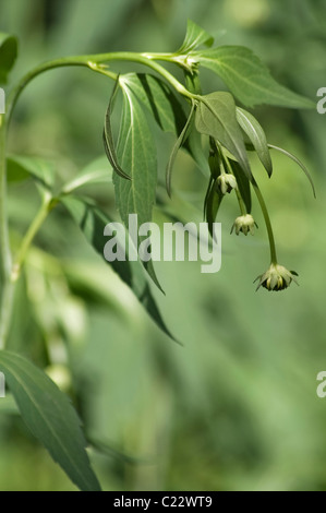 Falsche Sonnenblume (Heliopsis Helianthoides) Stockfoto