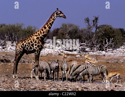 Afrikanische Tierwelt versammeln sich am Wasserloch in Etosha, Namibia, Afrika.  Giraffen, Zebras und Springbok vermischen. Stockfoto