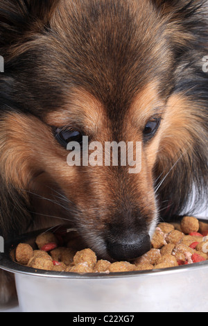 Shetland Sheepdog, besser bekannt als ein Sheltie Essen Schüssel Hund Essen Bits aus Silber Stockfoto