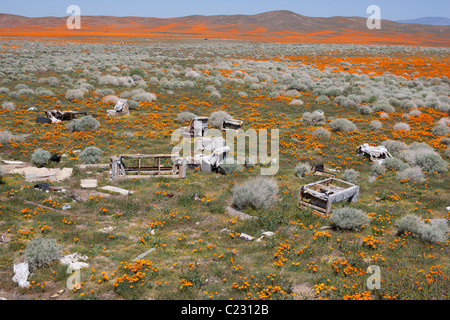 Müll in einem Feld aus kalifornischem Goldmohn in der Mohave-Wüste in der Nähe der Stadt Lancaster, Los Angeles County, Kalifornien, USA. Stockfoto