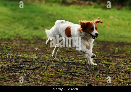 laufender Hund im park Stockfoto