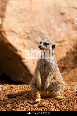 Ein Erdmännchen, auch bekannt als Suricate (Suricata Suricatta) auf den Hüften sitzen Stockfoto