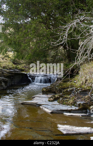 Wasserfall bei Ashgill in der Nähe von Alston, Cumbria in den North Pennines AONB Stockfoto