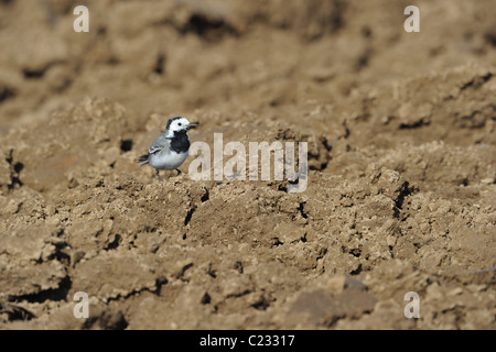 Bachstelze - Pied Bachstelze (Motacilla Alba) auf der Suche nach Nahrung in einem Acker - Frühling - Belgien Stockfoto