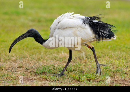 Afrikanische Sacred Ibis (Threskiornis Aethiopicus), Ansicht des Profils, zu Fuß auf dem Rasen Stockfoto