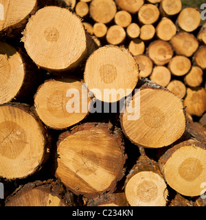 Hölzerne Stämme stapeln sich ordentlich in einem Holzhof und zeigen ihre natürliche Textur und Ringe Stockfoto