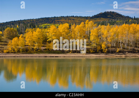 Espen im Herbst Farben Kolob Reservoir oberer Kolob Plateau Zion National Park Utah USA Stockfoto