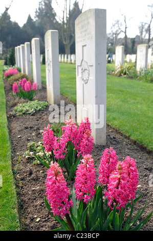 Hyazinthen blühen von Kriegsgräber in Botley Friedhof, Oxford, UK Stockfoto