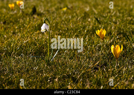 Eine einzelne Dorthea Lilie (Schneeglöckchen) und Krokusse in den Rasen Stockfoto