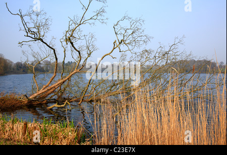 Die Cremorne Ellesmere Shropshire Salop England UK Großbritannien EU Europäische Union Europa Stockfoto