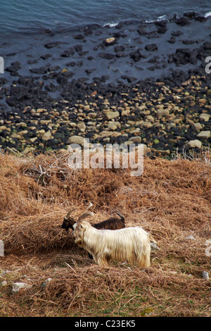 Lundy Ziegen, Capra aegagrus hircus, ein dunkles und ein helles, auf Lundy Island, Devon, England UK im März Stockfoto