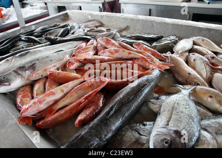 frisch gefangenen Fisch, Fischmarkt Aveiro, Portugal Stockfoto