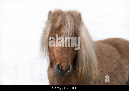 ZWERG-SHETLANDPONY-KOPF Stockfoto