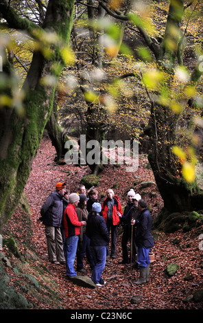 Nahrungssuche Experte Raoul Van Den Broucke führt eine Reisegruppe durch den Wald in der Nähe von Upper Llanover Gwent Wales UK Stockfoto