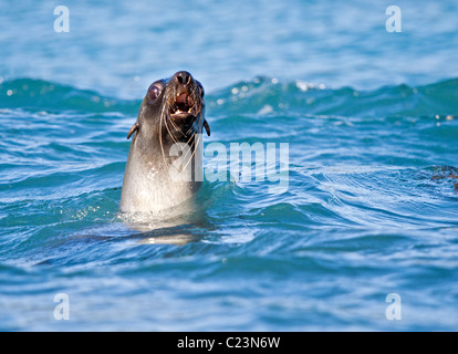 Antarktis-Seebär (Arctocephalus Gazella) schwimmen, Cooper Bay, Süd-Georgien Stockfoto