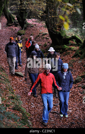 Nahrungssuche Experte Raoul Van Den Broucke (weißer Hut) führt eine Reisegruppe durch den Wald in der Nähe von Upper Llanover Gwent Wales UK Stockfoto