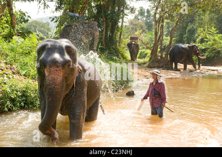 Elefanten Baden im Fluss, Khao Sok Nationalpark, Süd-Thailand Stockfoto