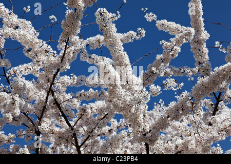 White Cherry Blossom Blüte im Frühjahr Stockfoto