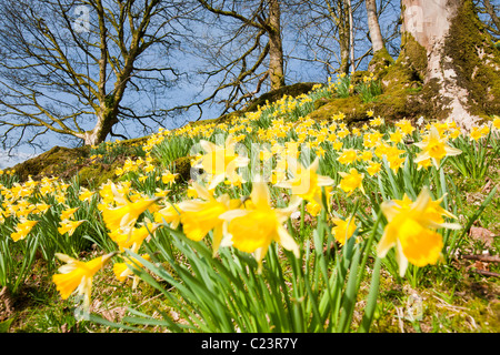 Wilde Narzissen (Narcissus Pseudonarcissus) wächst in der Nähe von Loughrigg Tarn, Ambleside, Lake District, Großbritannien. Stockfoto